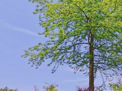 -春花秋色城市公园