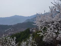 -北京鹫峰国家森林公园