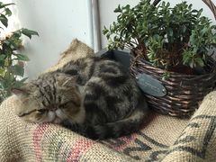 -参差咖啡(水果湖公园店)