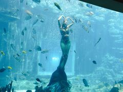 -海棠湾洲际-涛·海底餐厅·美人鱼·自助餐·海底隧道