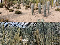 -深圳仙湖植物园