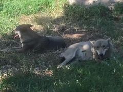 -西安秦岭野生动物园