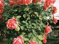 -上海植物园-4号门售票处