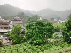-龙井村