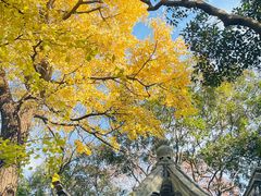 -秋霞圃
