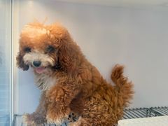 -翊宠yipet猫狗购宠庄园犬舍•猫舍