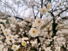 -杭州植物园
