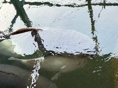 -蓝湾碧波·老字号·疍家非遗海上餐厅