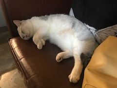 -咖法森林·咖啡  酒吧(天河店)