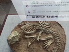 -中国西峡恐龙遗迹园