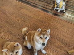 -豆柴町-柴犬主题狗咖(红鼎国际C座店)
