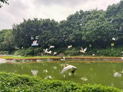 -广州长隆飞鸟乐园