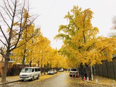 -三里屯东五街银杏大道