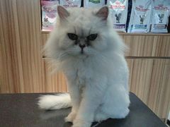 -御宝贝·A梦猫科宠物医院(国际猫友好医院)