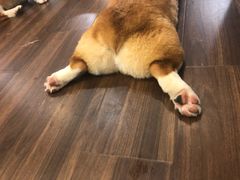 -柯斗斗主题餐厅·狗咖·围炉煮茶·茶饮(国瑞升平里店)