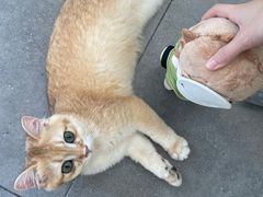 -飞行喵MR PILOT|猫舍·猫咖(静安大融城店)