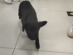 -利又安动物医院··老年病·猫科犬科·中兽医