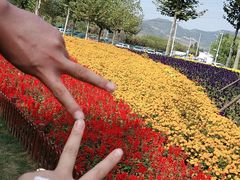 -羊亭河湿地公园