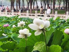 -莲花池公园