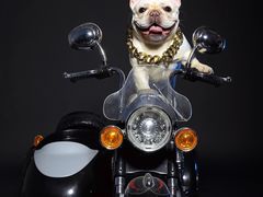 -超宠爱宠物摄影-Super pet