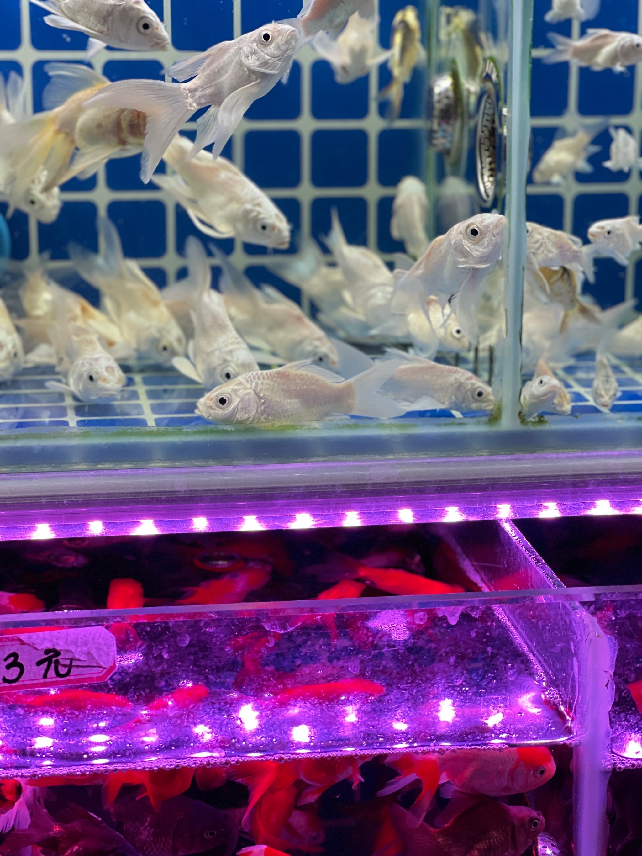 虹桥花鸟水族城图片