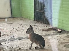 -石家庄市动物园