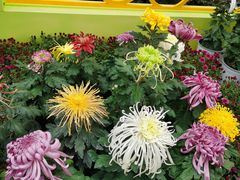 -上海共青森林公园