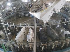 -君乐宝优致牧场