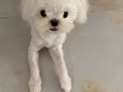 -帕帕拉兹宠物(亚洲旗舰店)