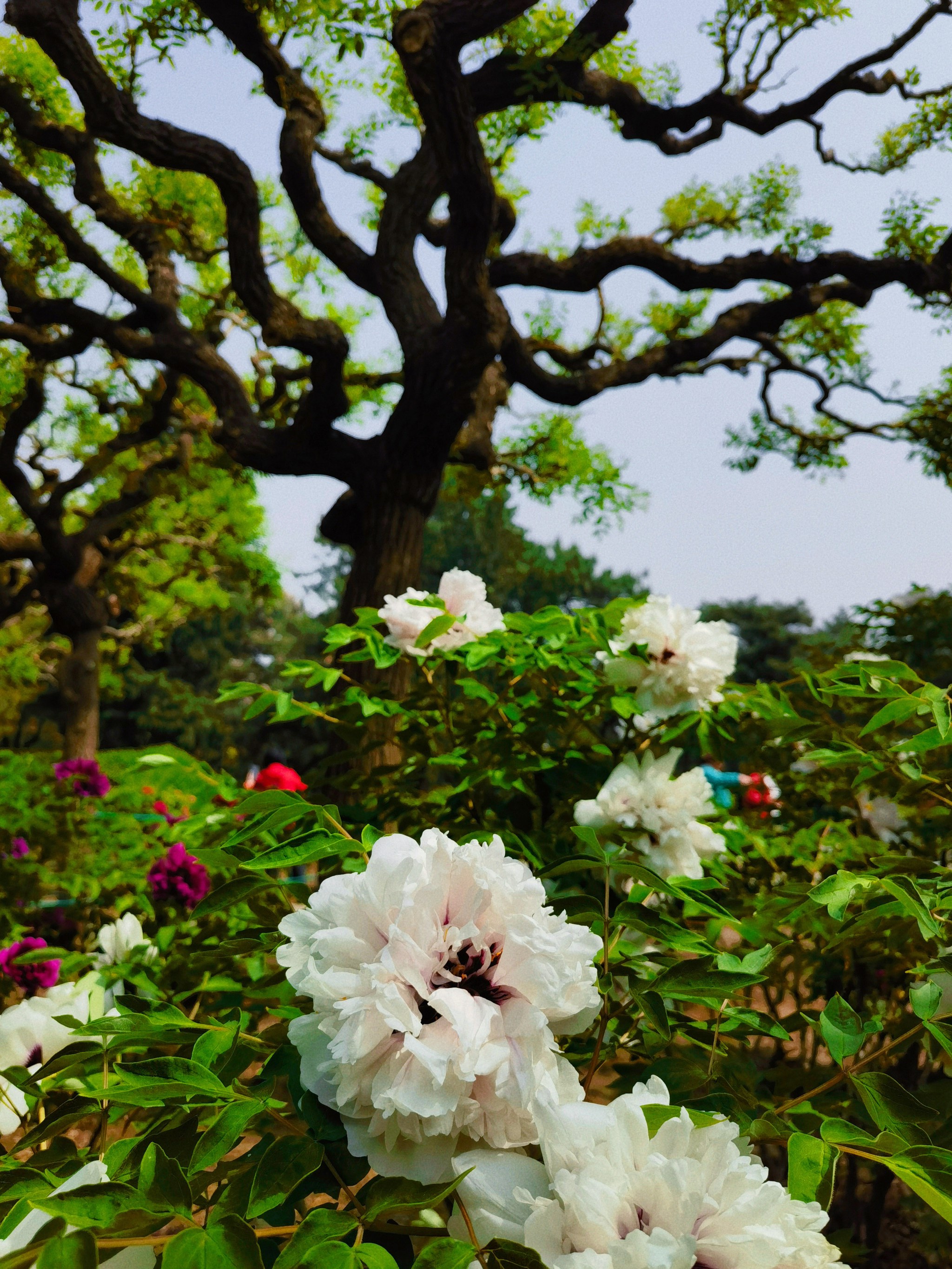 天坛公园赏花图片