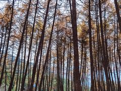 -硗碛藏寨·神木垒景区