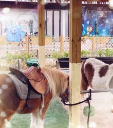 -萌宠亲子动物乐园(槐房万达店)