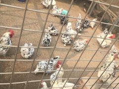 -北京市海淀外国语实验学校