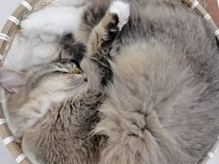-共舞时光猫咖·狗咖(新街口店)