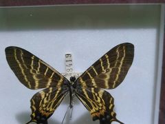 -上海昆虫博物馆