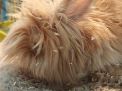 -青石桥花鸟鱼虫市场(叠翠城店)