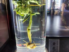 -广东中医药博物馆