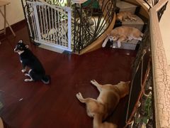 -喜柴咖啡·柴犬狗咖