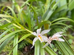 -深圳市中科院仙湖植物园