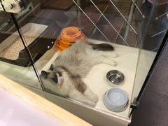 -十年猫舍·猫咪专门店(普陀店)