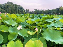 -桂湖森林公园