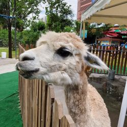 -萌宠亲子动物乐园(槐房万达店)