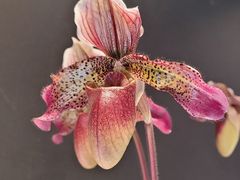 -北京植物园-展览温室