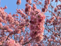 -东湖磨山景区樱花园-停车场