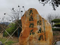 -天适樱花悠乐园