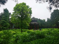 -洛阳白马寺