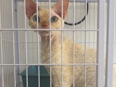-喵百万·布偶·蓝金金渐层英短·猫舍(百子湾店)