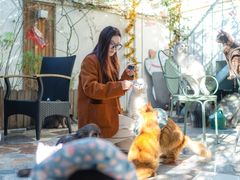 -喵屿·大理花园猫咖