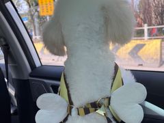 -翊宠yipet猫狗购宠庄园犬舍•猫舍