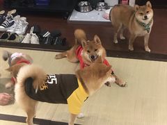 -逗柴咖啡屋·狗咖猫咖宠物桌游